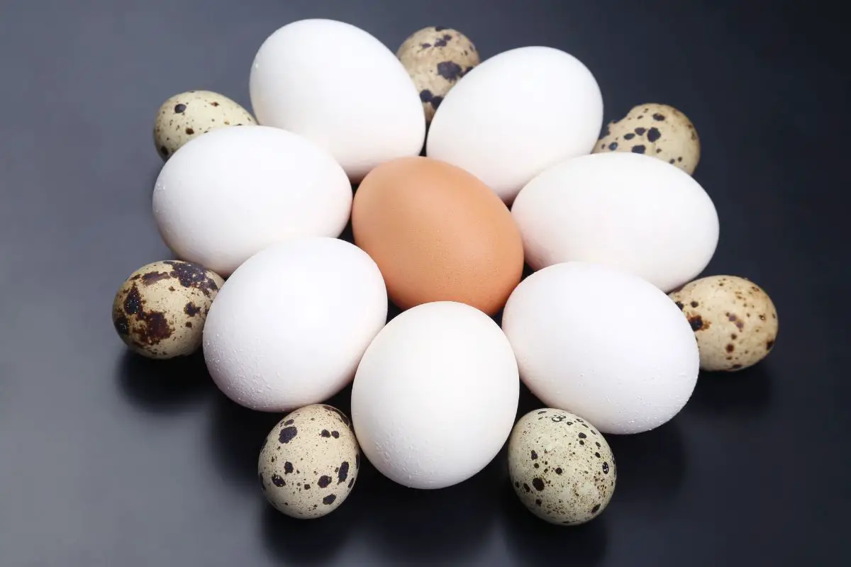 Quail Eggs vs chicken eggs featured image