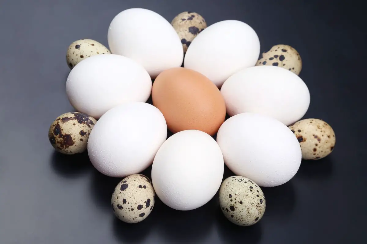 Quail Eggs VS Chicken Eggs All You Need To Know