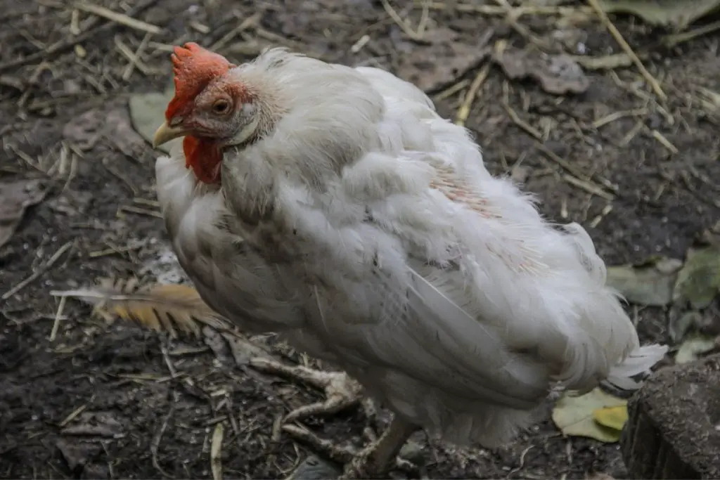 What Can Chickens Not Eat 14 Dangerous Foods 