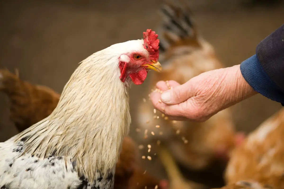 what-do-chickens-eat-all-questions-answered