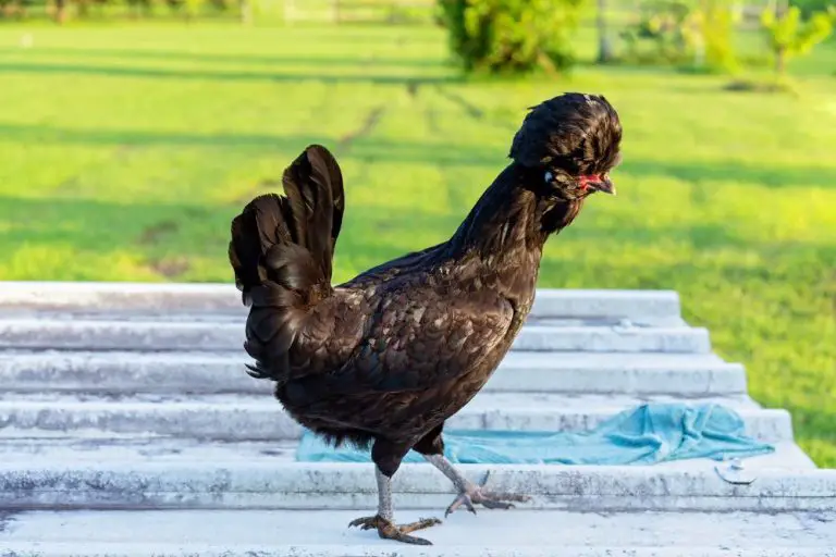 Black Polish Chicken: Egg Production, Breed Personality And Care