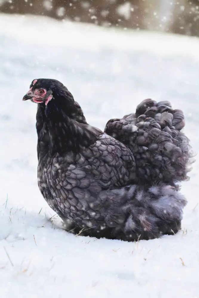 Blue Cochin Chicken in snow