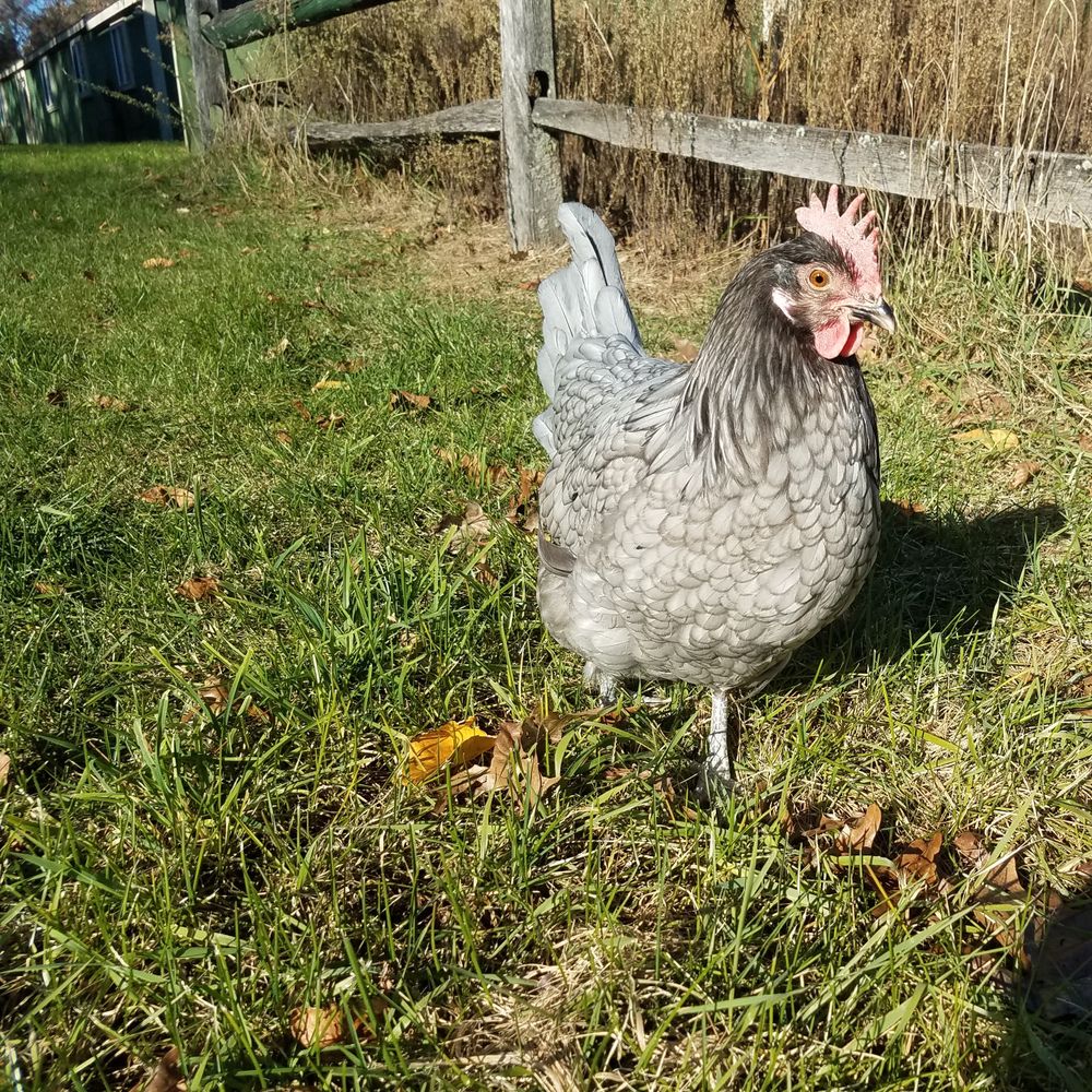 Blue Andalusian Chicken on grass