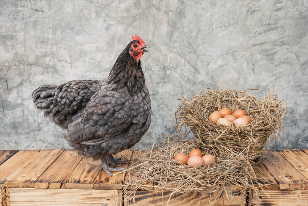 Blue Australorp hen standing on bench next to eggs