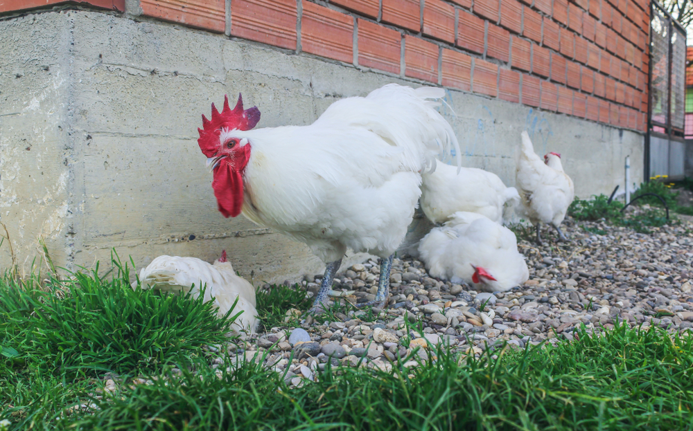 Blue Bresse Gauloise chickens next to house