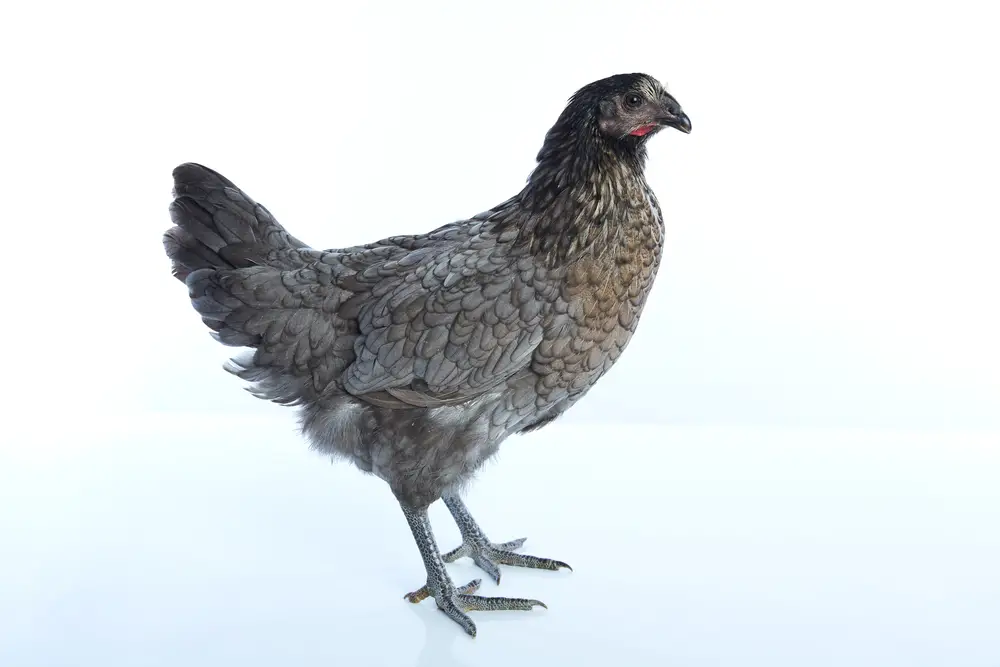 Delaware Blue hen standing on white table