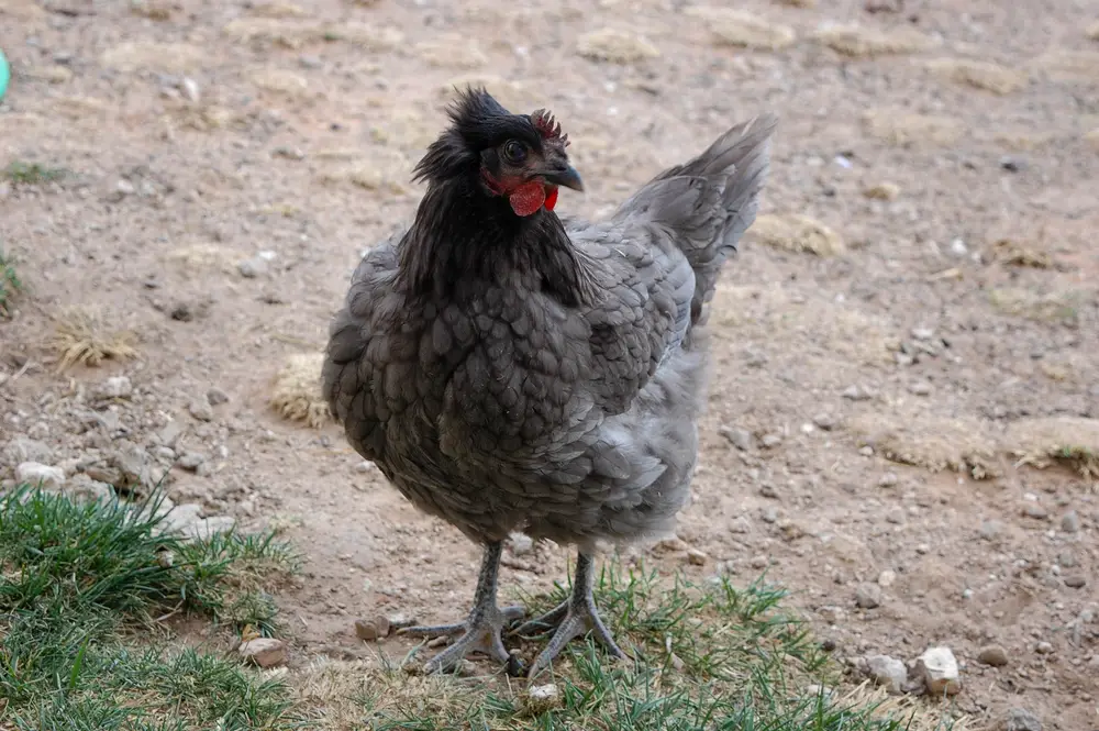 a Blue Plymouth Rock Chicken on grass