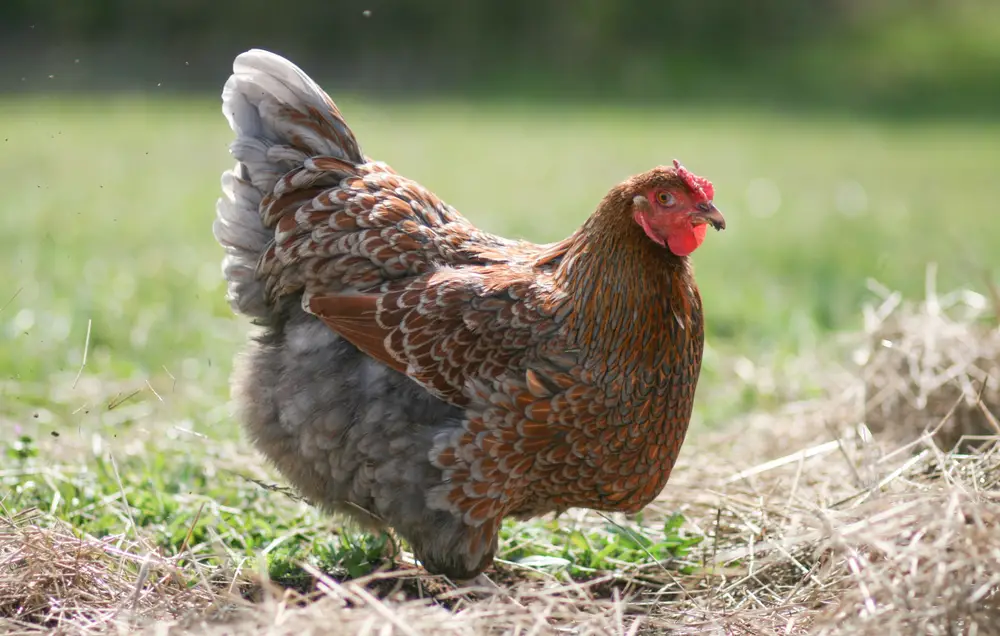 a Blue Laced Red Wyandotte Chicken on grass