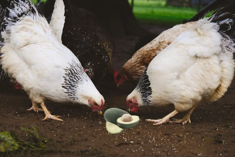 can chickens eat avocado featured image