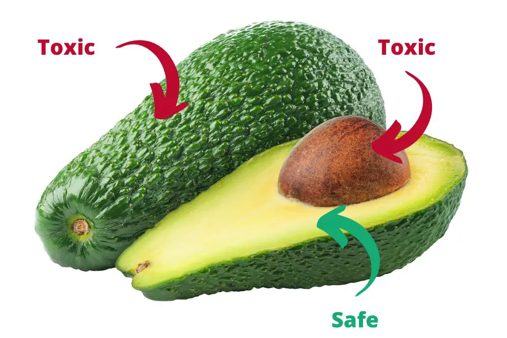 Can Chickens Eat Avocados The Answer Is Here