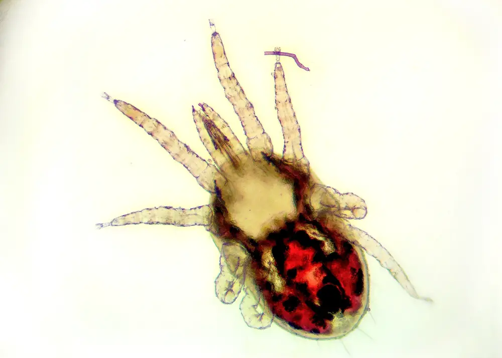 red poultry mite under microscope