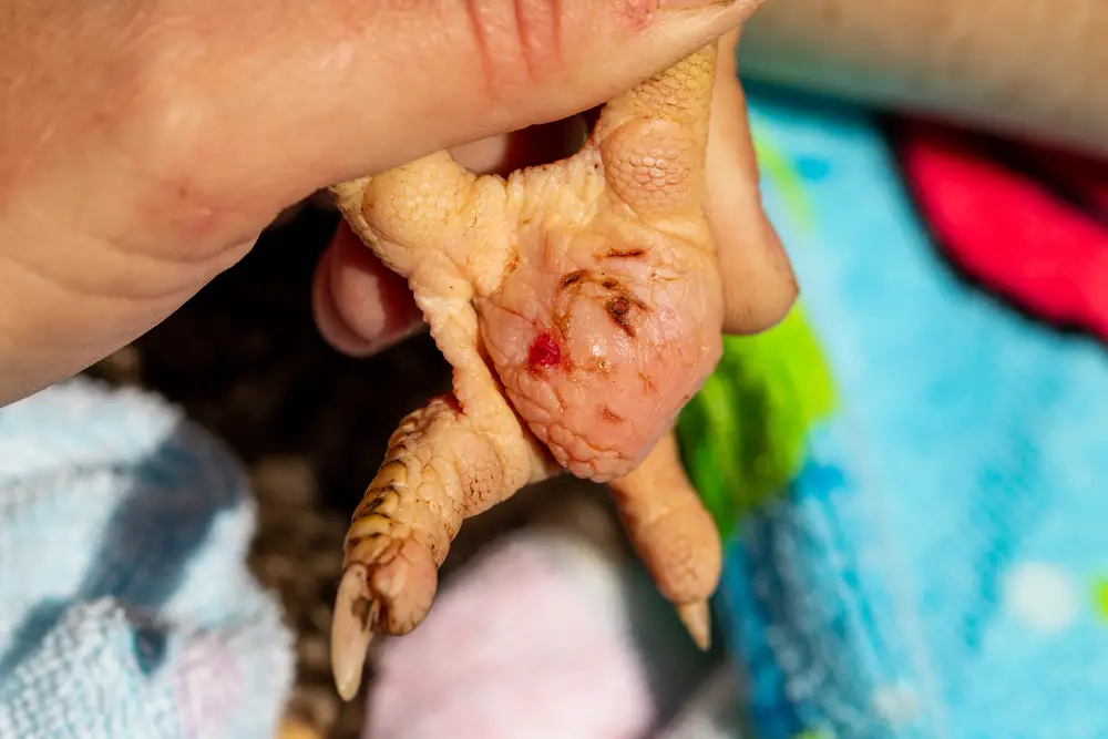 chicken leg with bumblefoot