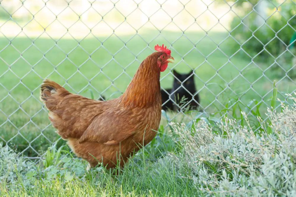 Do Cats Kill Chickens? Are Cats Safe With Chickens? 3 cat stalking hen