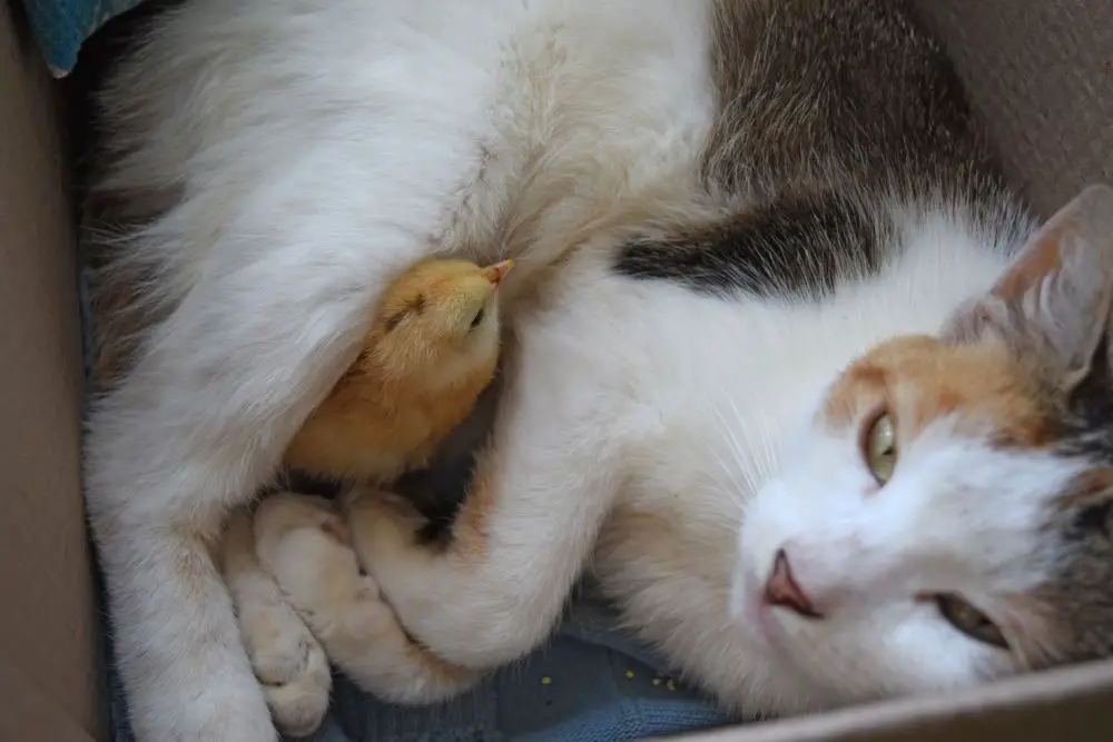 Do Cats Kill Chickens? Are Cats Safe With Chickens? 2 cat with baby chick