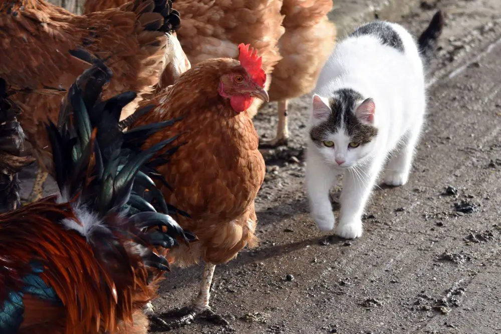 Do Cats Kill Chickens? Are Cats Safe With Chickens? 5 cat with flock of chickens