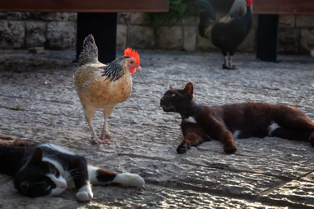 Do Cats Kill Chickens? Are Cats Safe With Chickens? 4 2 cats with chicken and rooster