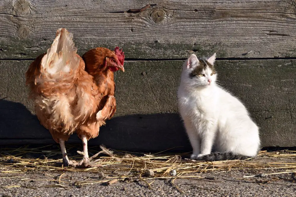 Do Cats Kill Chickens? Are Cats Safe With Chickens?