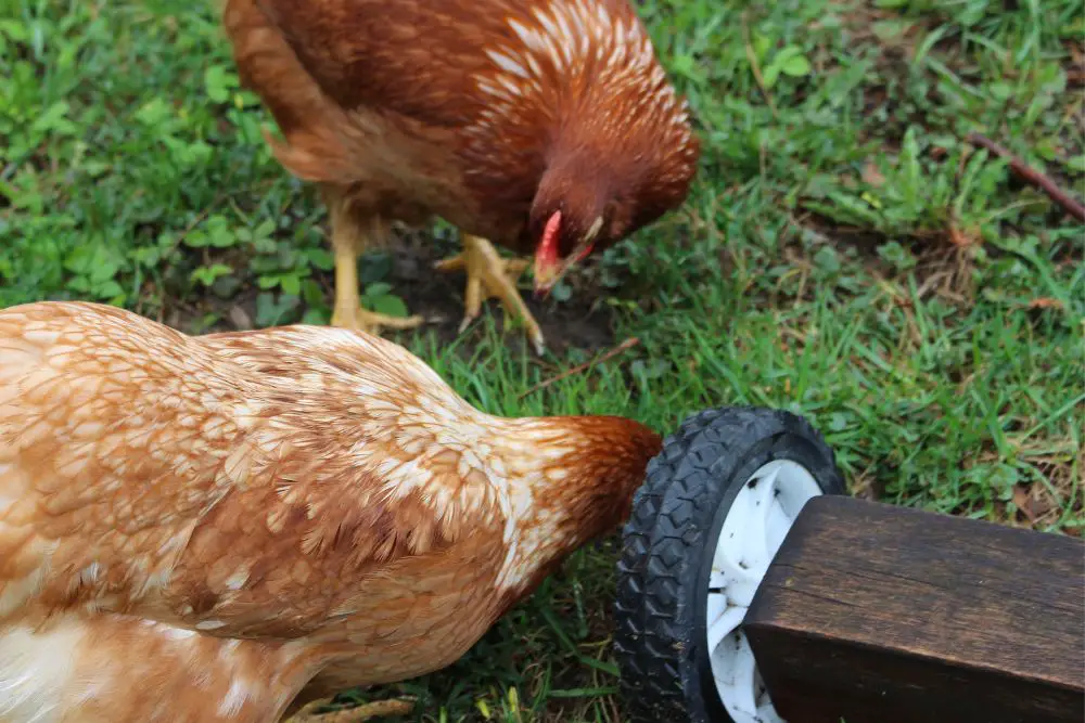 Do Chickens Eat Grass? All Questions Answered