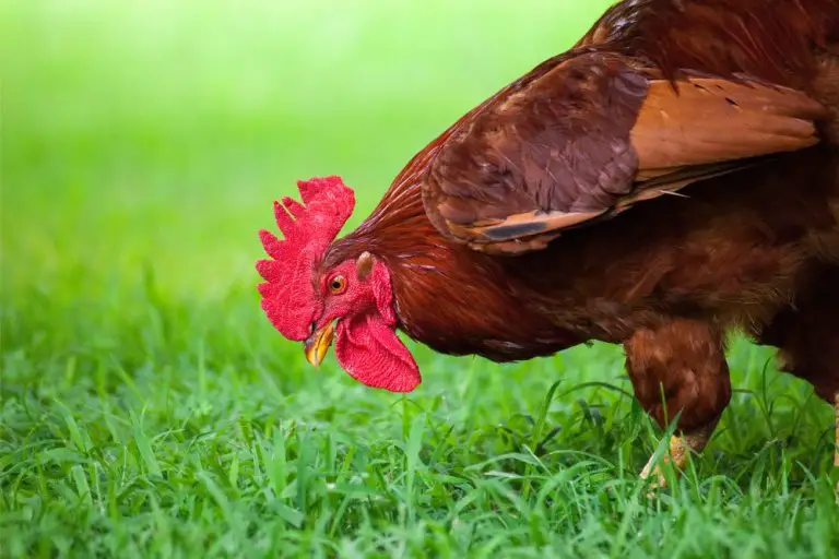 Do Chickens Eat Grass? All Questions Answered