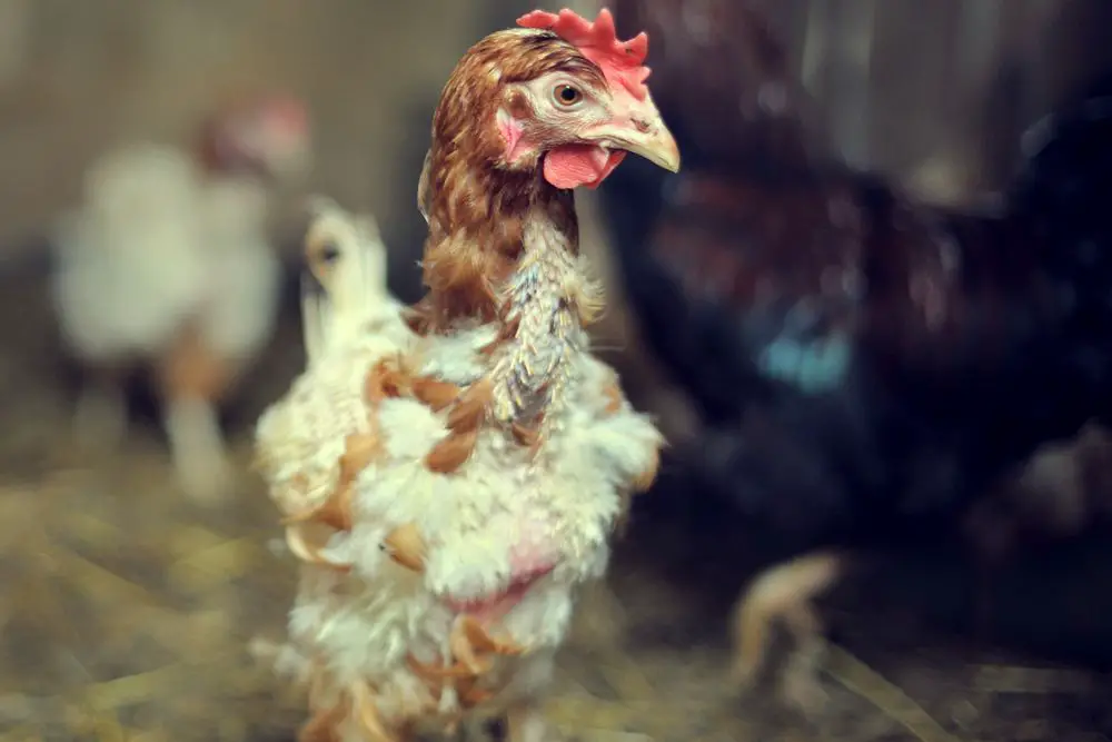 do chickens molt in winter featured image
