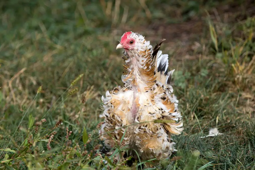 chicken with hard molt