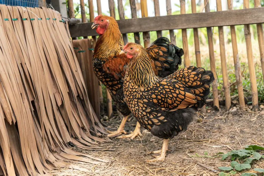 2 golden wyandotte hens in chicken coop