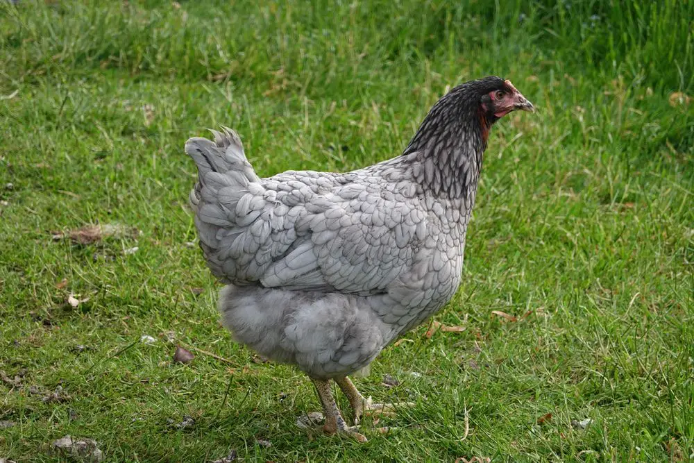 Gray Chickens: All Types And How To Pick The Best Breed