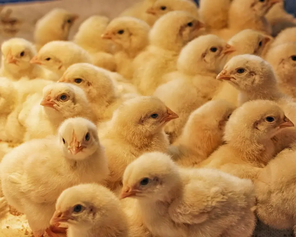 how-long-do-chicks-need-a-heat-lamp