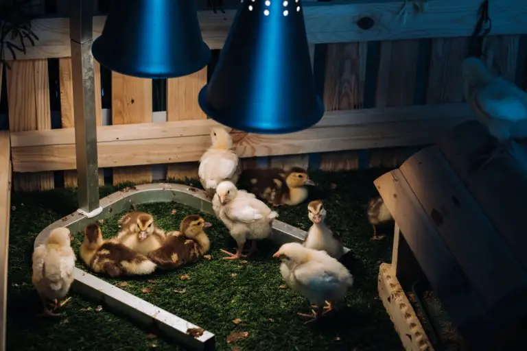 How Long Do Chicks Need A Heat Lamp?