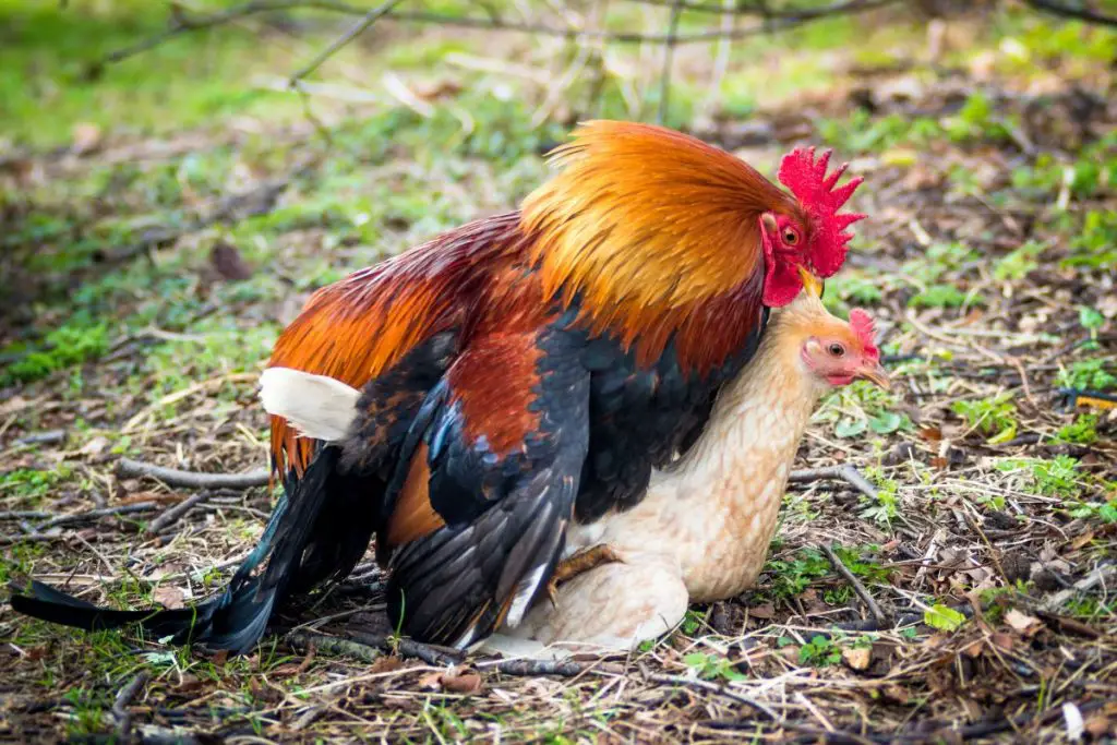 How Long Are Roosters Fertile For?