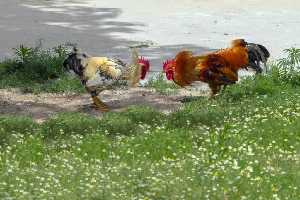 How Long Are Roosters Fertile For?