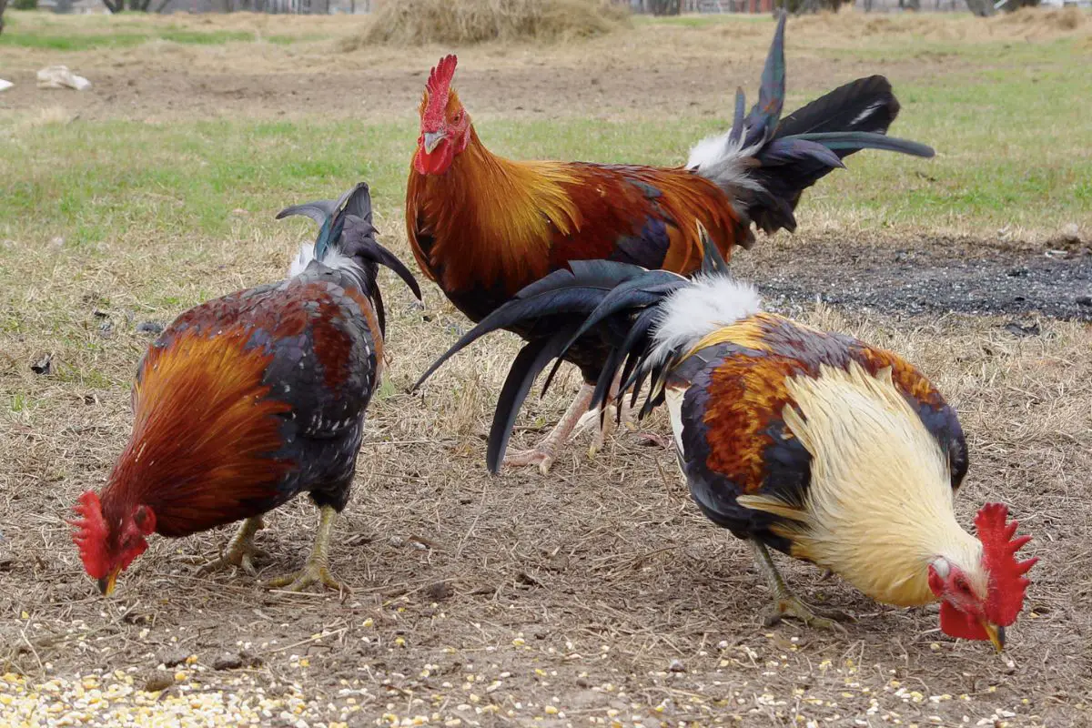 How Many Chicken Breeds Are There In The World