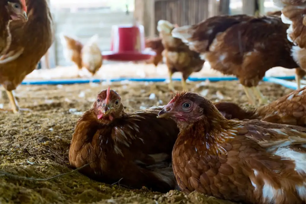 2 hens who have gone broody