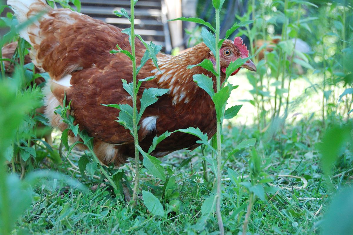 how to keep chickens out of garden featured image