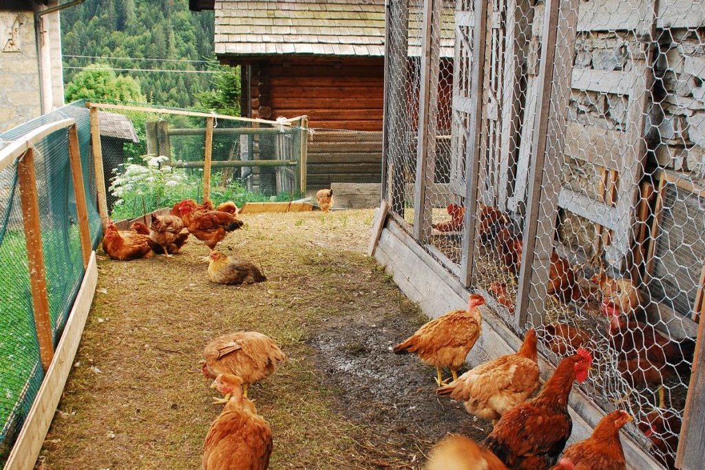 chickens in pen next to garden