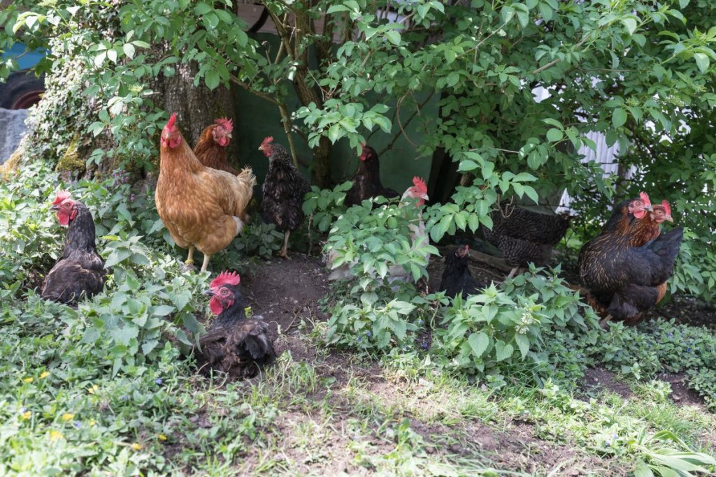 flock of hens in garden