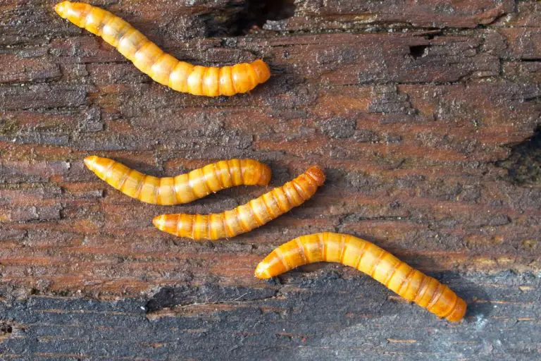 Dried Mealworms Should Your Chickens Eat Them dried-mealworms-should-your-chickens-eat-them