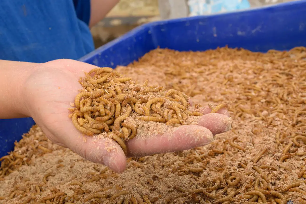 Dried Mealworms Should Your Chickens Eat Them?
