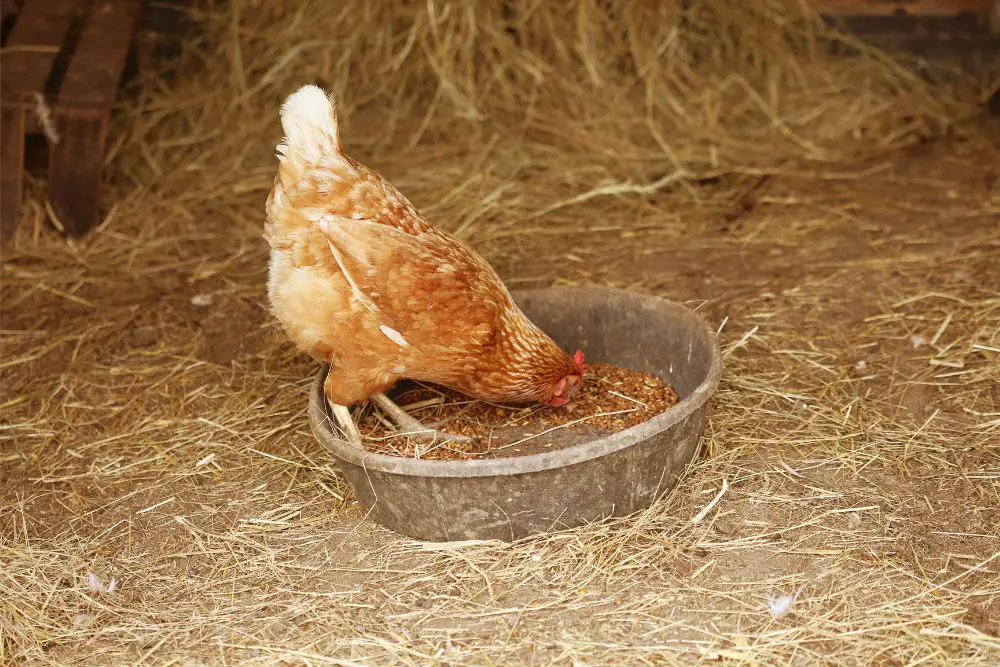 medicated chicken feed featured image