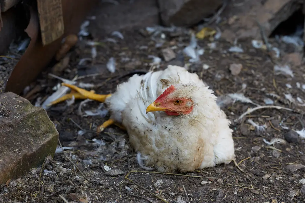 Medicated Chicken Feed: Pros and Cons 2 chicken with ccoidiosis