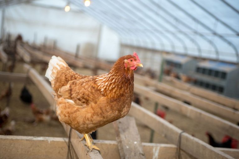 Sexlink Chickens: Definition, History And Popular Breeds