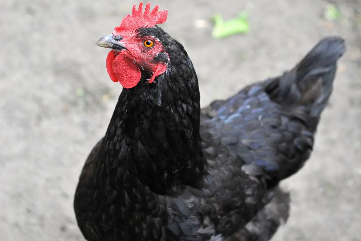swedish black hen featured image