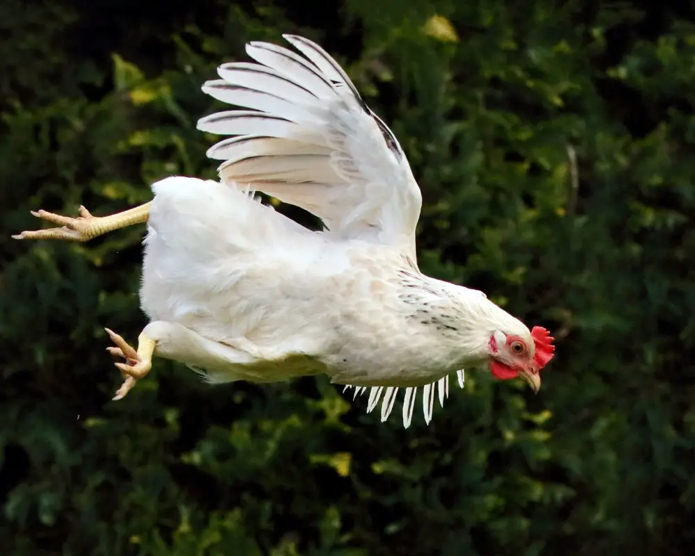 why-can-t-chickens-fly