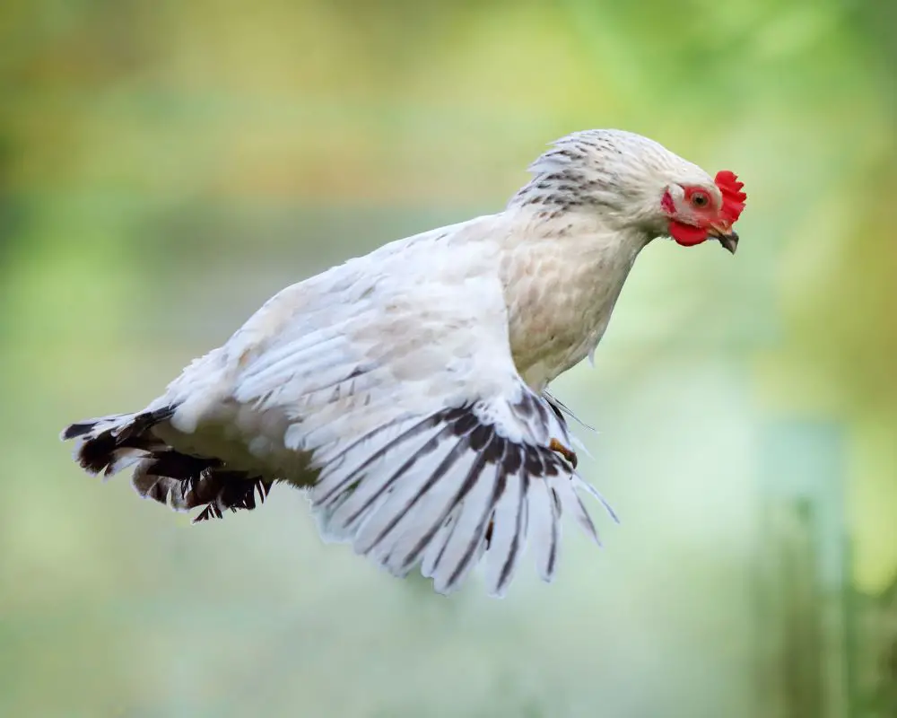 why-can-t-chickens-fly