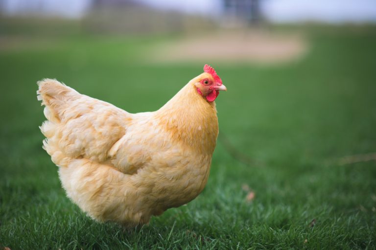 Best Chickens For Beginners: Full Breed Guide