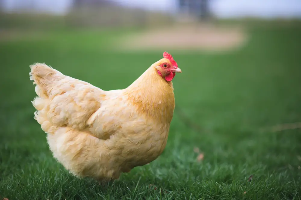 A Buff Orpington hen