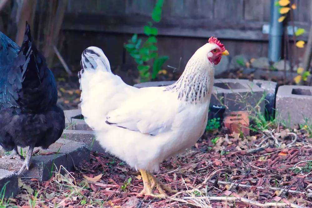 A Delaware hen