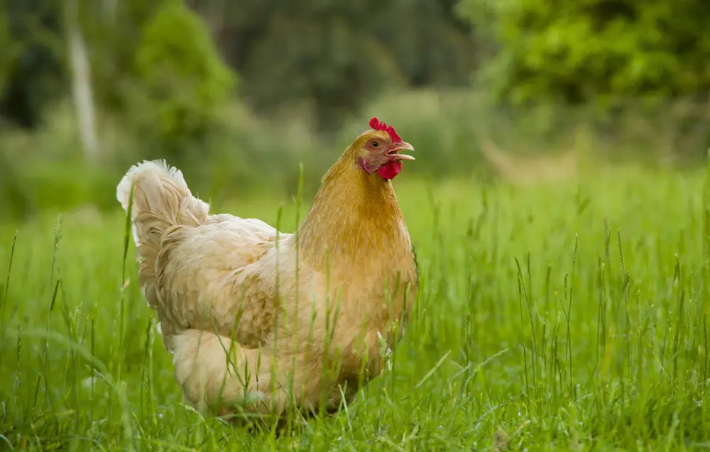 A Cochin hen