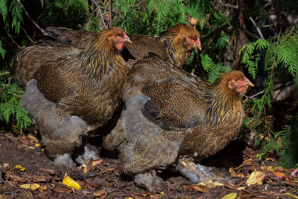 A group of Brahma hens