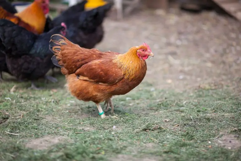 Best Chickens For Beginners Full Breed Guide